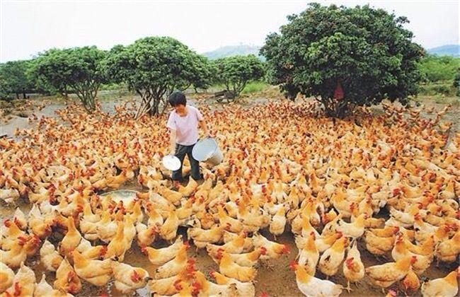 教你如何致富,散养肉鸡的饲养管理技术 散养土鸡的养殖经验