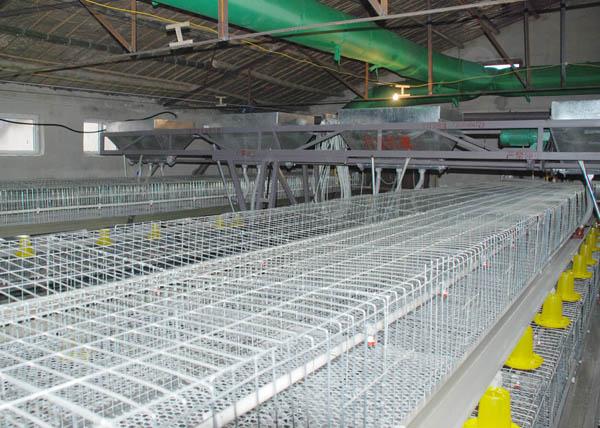 肉鸡笼蛋鸡笼自动化饮水设备厂家批发供应商