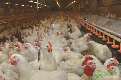 湖南发生禽流感疫情是怎么回事?H5N1是什么?会人传染人吗?