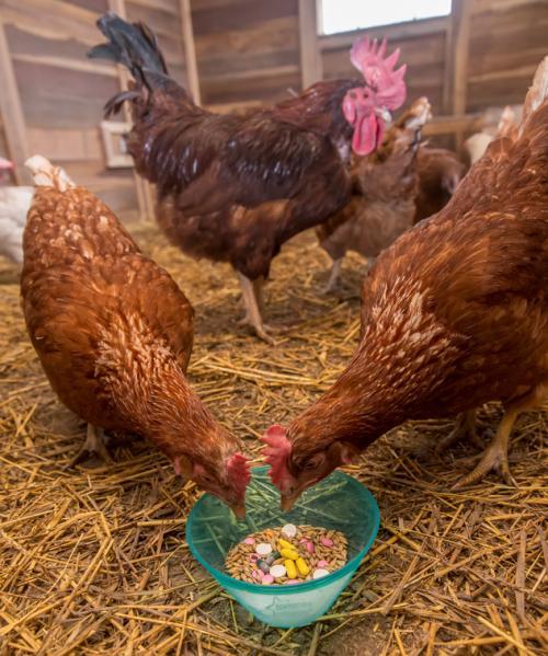 滥用抗生素的饲养方式,造成印度家禽养殖场的肉鸡和产蛋鸡身上验出高