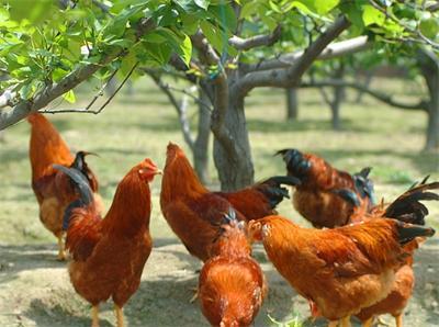 肉鸡养殖前景好吗?一年下来能赚多少钱?